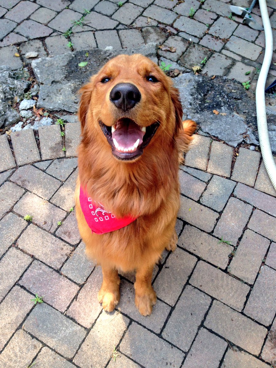 tereseiscool's tweet photo. Pups was being extra cute today. 😍 https://t.co/YXiV1rSm7B
