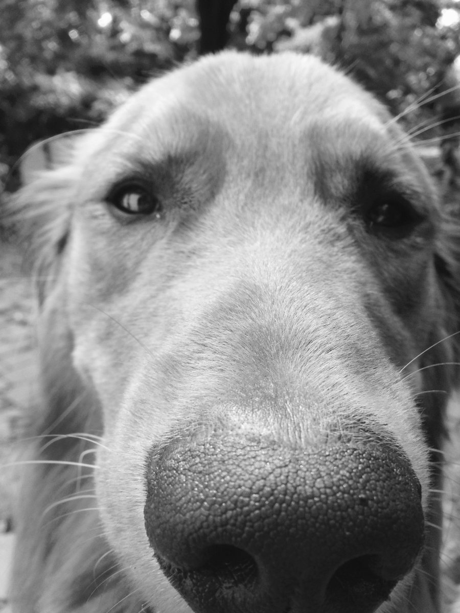 tereseiscool's tweet photo. Pups was being extra cute today. 😍 https://t.co/YXiV1rSm7B