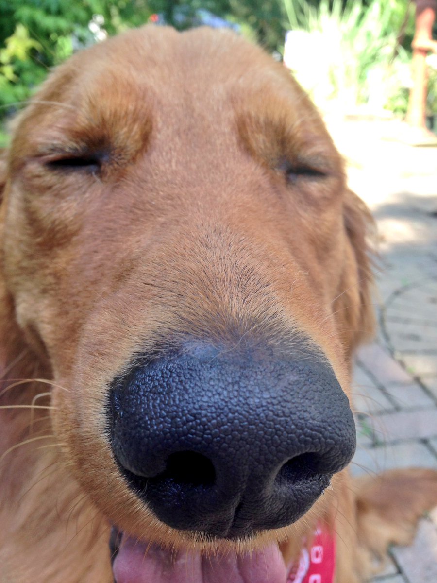 tereseiscool's tweet photo. Pups was being extra cute today. 😍 https://t.co/YXiV1rSm7B