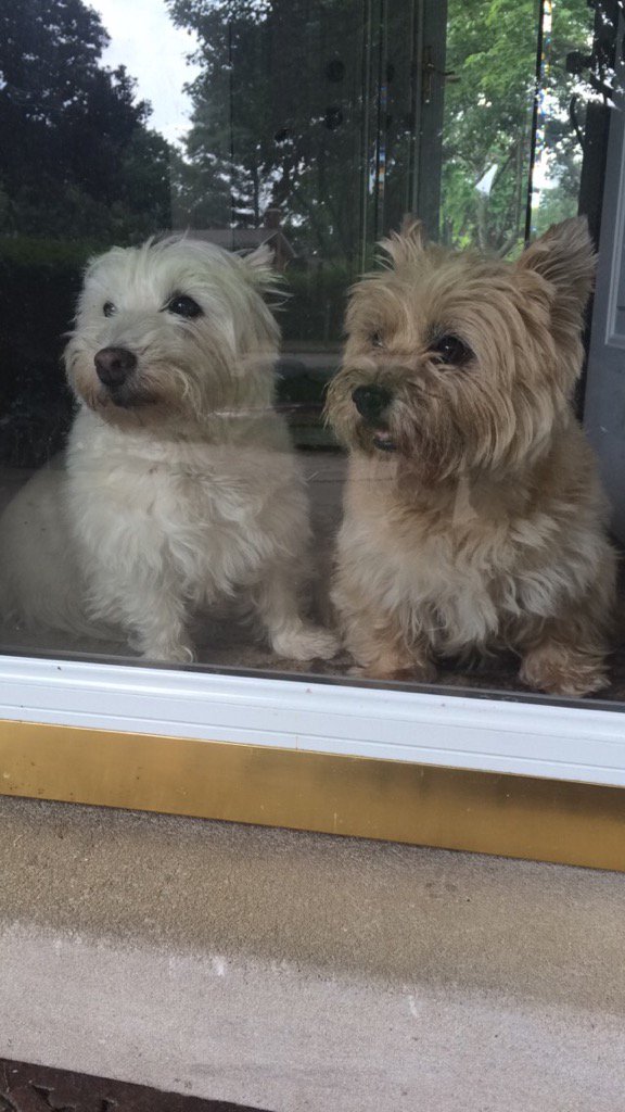 madeline_kline's tweet photo. These model puppies should be in a calendar https://t.co/hXxUSssHj6