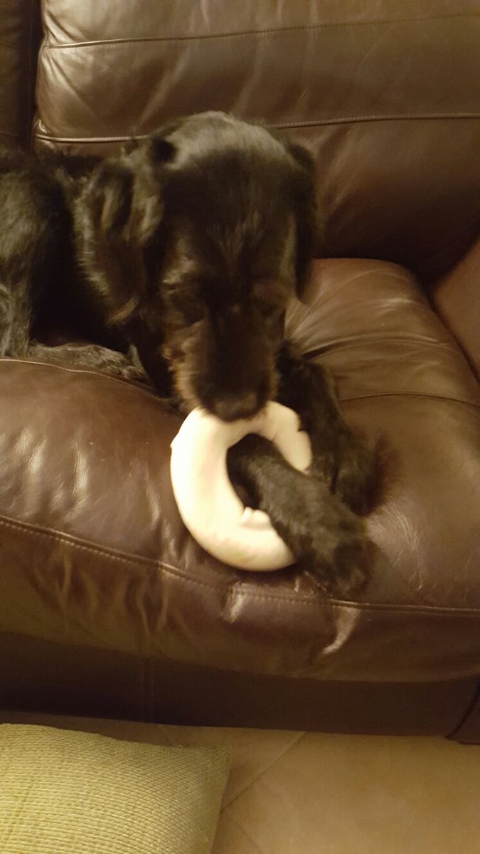 Daisydooodle16's tweet image. BEST.DAY.EVER. #newchew #allmine