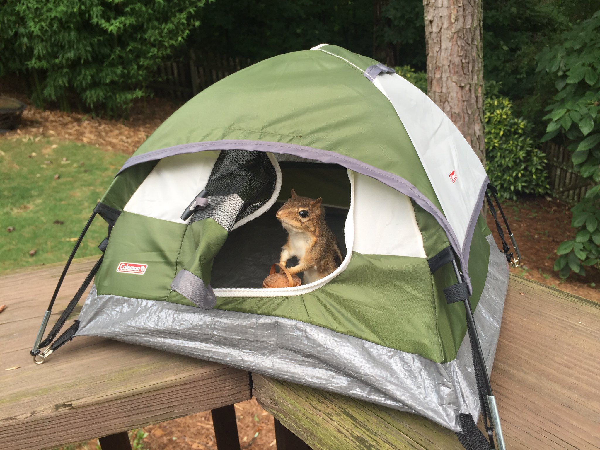 Tiny tent clearance