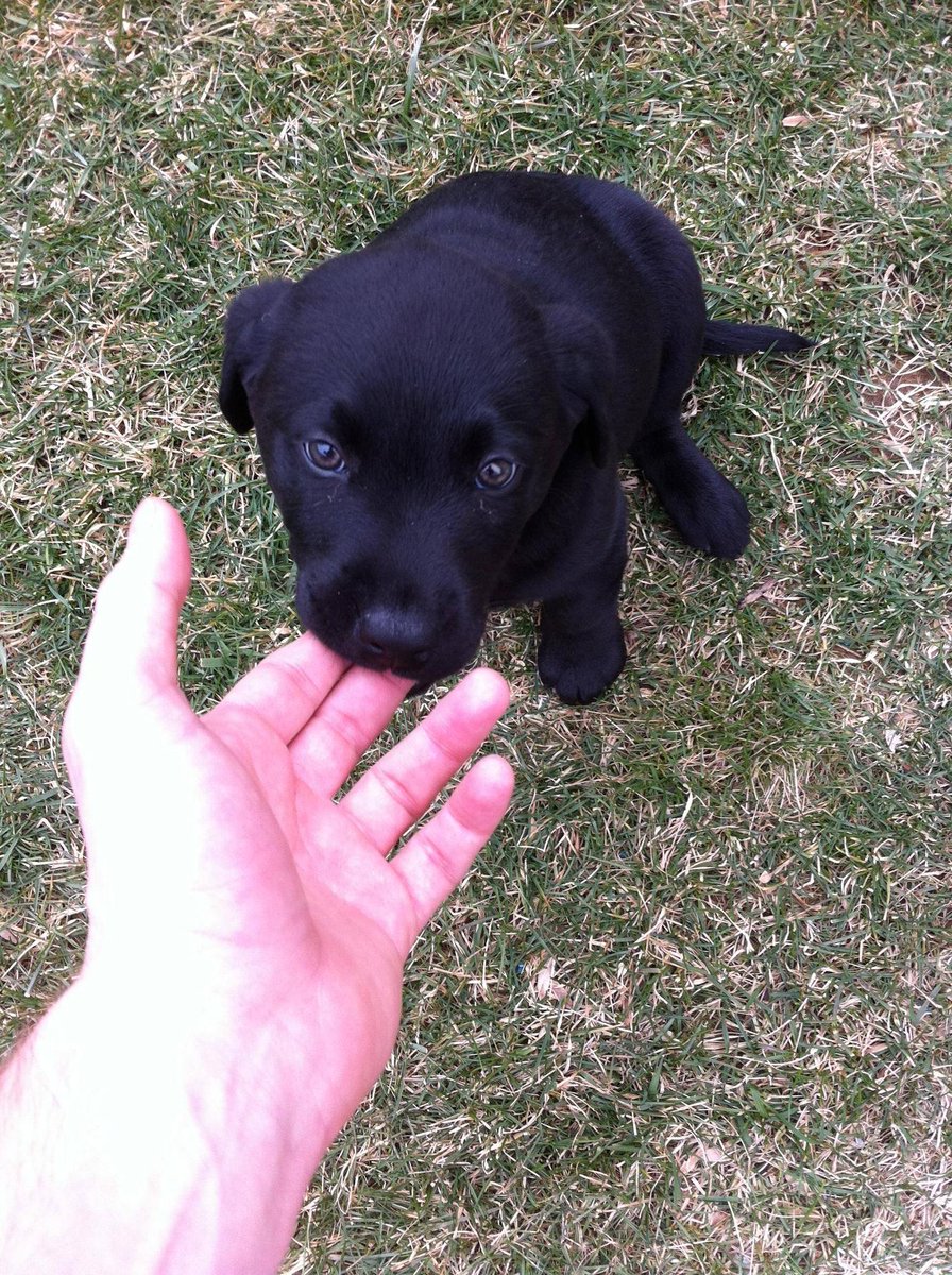 Dog Solution tweet media