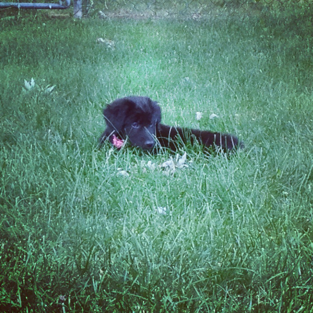 The new addition to the family :) #puppylove #puppies