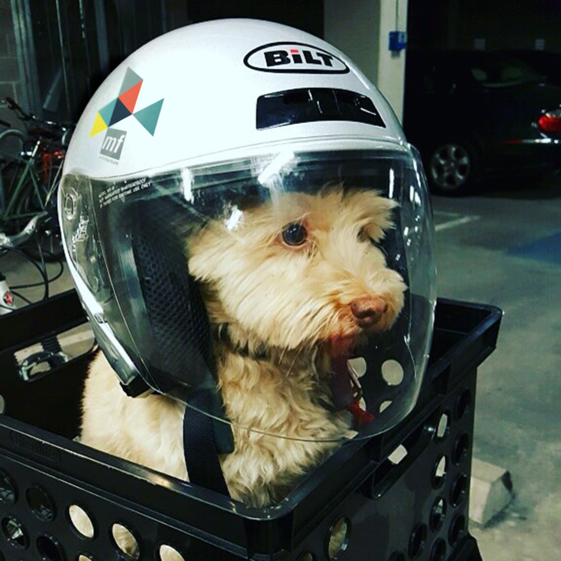 Dexter is ready for a Sunday drive and a construction site visit to one of the latest MF Architecture projects.