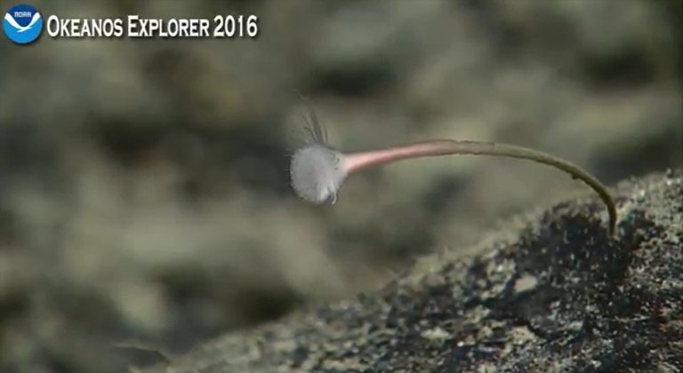 mama_peters's tweet photo. Sea dandelion? #wellthatsnew #okeanos #deepseadive #itsprettyanyhow https://t.co/KsiTM2DAKI