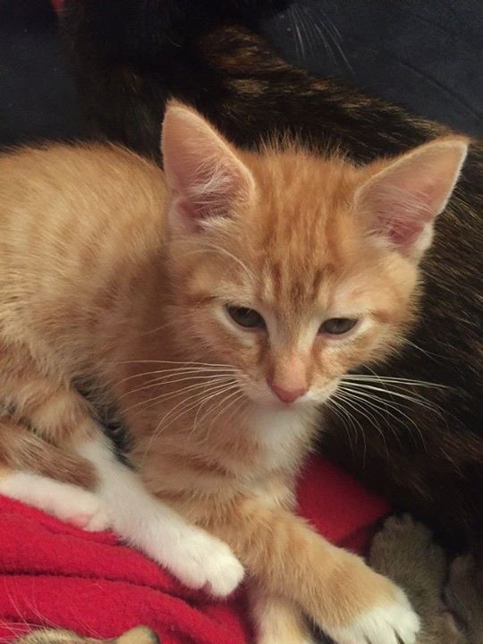 Sydney Cat Cafe (sydneycatcafe) Twitter