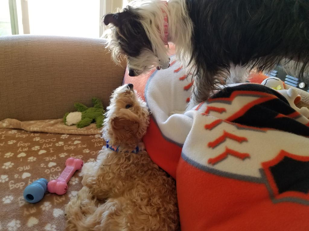 Christilucky8's tweet photo. Maddie and I welcomed our newest family member today. Rusty https://t.co/Grgn6b5cIA