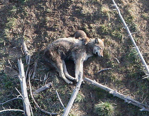 PeSSouZiX's tweet image. Ségolène royal &amp;amp; sa #politique 💘 #chasse : Ce bébé #loup attend que sa mère se réveille... 😖 facebook.com/CauseAnimaleNo…
