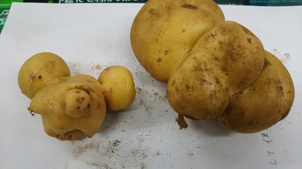 成田ゆめ牧場 変な形のじゃがいもが採れました 某キャラクターを連想させますね 笑 6月30日までじゃがいも掘り開催中です 残り期間わずかですので ぜひお越しください T Co Xpmwyyp2qv T Co Ivnkwzkmsf Twitter