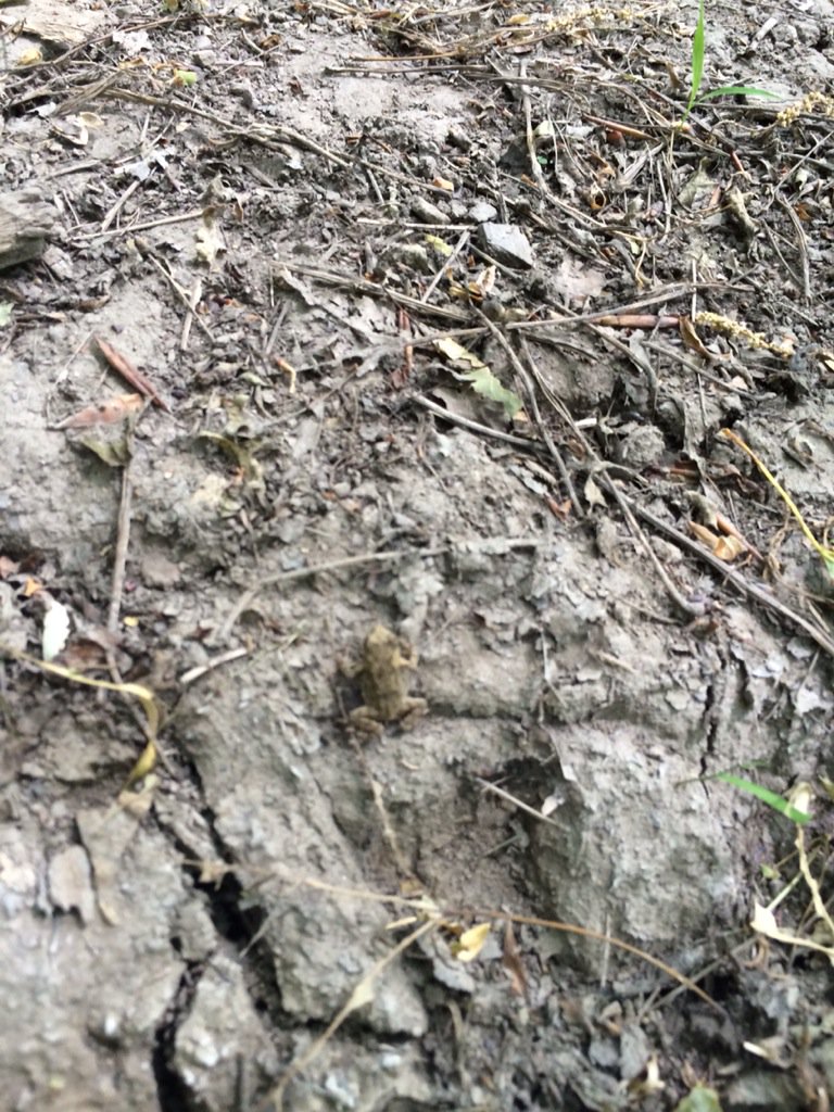 Dan_Holstein's tweet photo. Had a great hike on the Bruce Trail with my family today. Can you spot the toad? #HotHike https://t.co/I88BgFJbRO