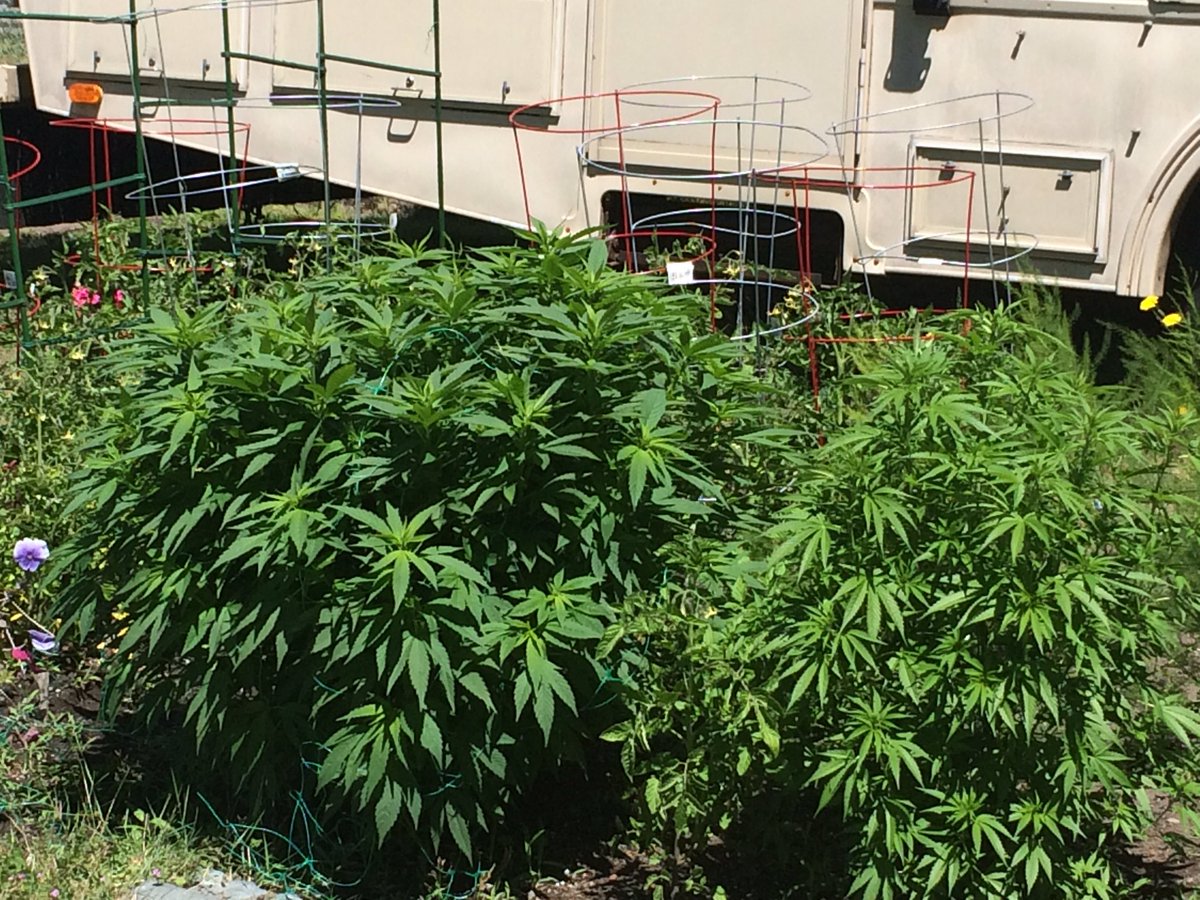 freeotz57's tweet photo. These 2 ladies Ace of Spades &amp; Dutch Treat at the top of the class 2016. Still got 2 months left in veg.#MMJ2016 https://t.co/gqlEtwe0Xb