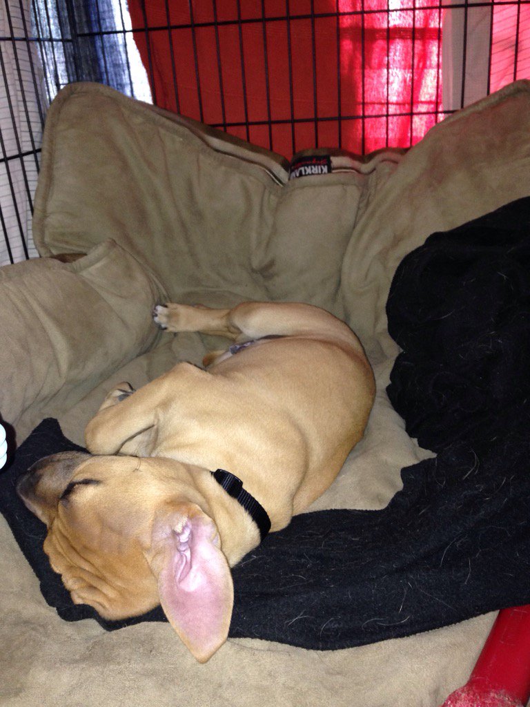 bwsc_yyc's tweet photo. #cratetraining is going well! Little Opie feeling cozy in his #den #puppylove https://t.co/S3ooSkop1c
