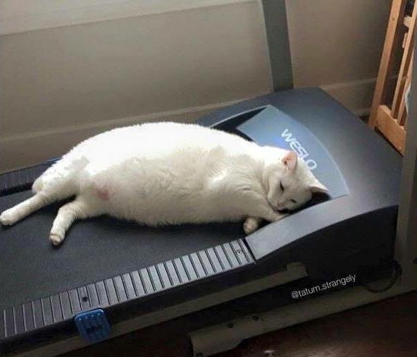 PicsOfCuteCats's tweet image. when you want to get in shape for summer but life is hard