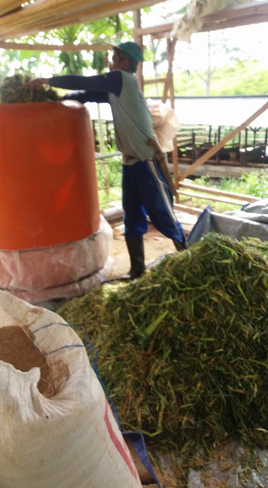 ngolah pakan difermentasi poktan K.lstari Kr.Joang Bppn  lk 750 kg #welovebalikpapan