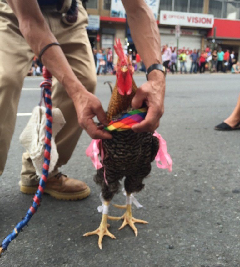 marcar71's tweet photo. Viendo imágenes de la marcha de la diversidad miren a quié me encontré. Este gallo está en toas. @crisytimo https://t.co/lTTe1IcSqJ