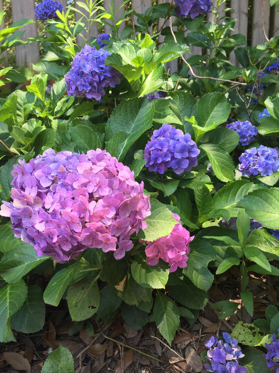 lord_kibble's tweet photo. Hydrangeas https://t.co/1zKWXpcXXY