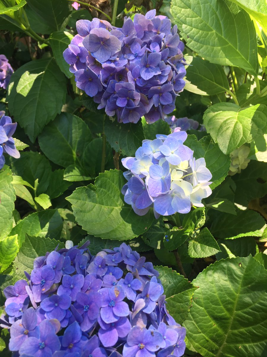 lord_kibble's tweet photo. Hydrangeas https://t.co/1zKWXpcXXY
