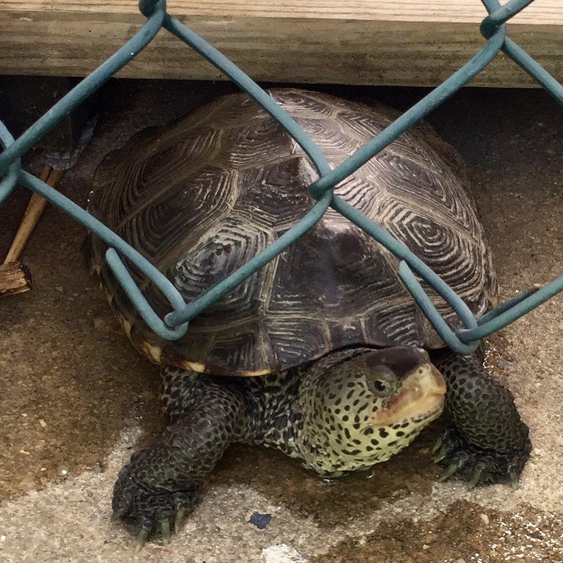 lsc2547's tweet photo. #turtlesightings @Ohh_Danny_Boy https://t.co/krCkLWELo3