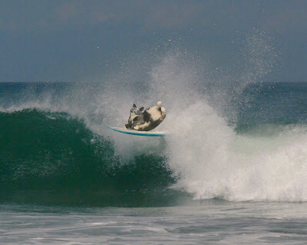 itsphoebeyorks's tweet photo. today I went surfing #catlife #sundays https://t.co/EpOX2OsCxJ