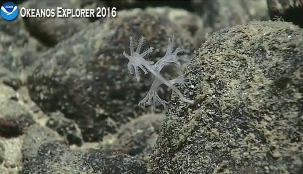 echinoblog's tweet photo. oh neat! A young bamboo coral! You can see the 8 pinnate tentacles! #Okeanos 3095 m Stegosaurus Ridge https://t.co/a14tWHJzQS