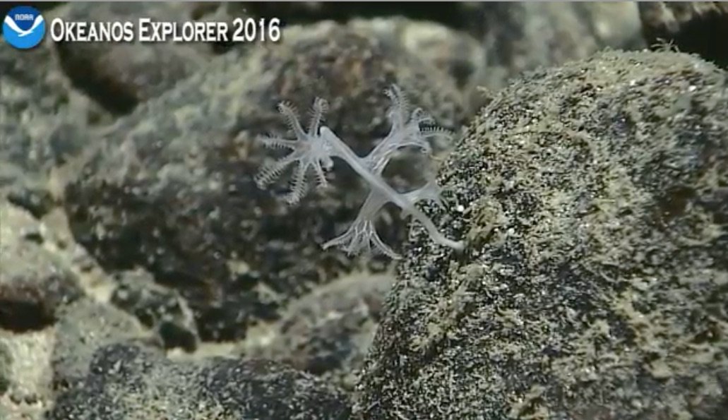 echinoblog's tweet photo. oh neat! A young bamboo coral! You can see the 8 pinnate tentacles! #Okeanos 3095 m Stegosaurus Ridge https://t.co/a14tWHJzQS