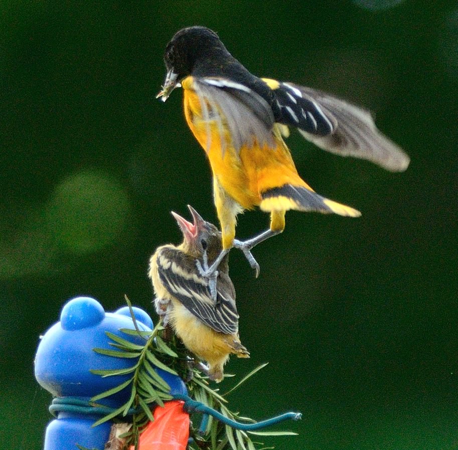 chris_mctweet's tweet image. Amazing behaviour observed, after 4.5 hrs waiting for his baby to fledge, Dad gives a nudge. #wildlife #photography