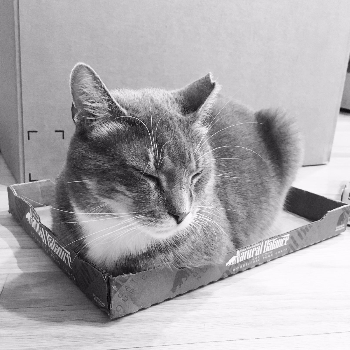 tastypursuits's tweet photo. Earl Grey #catloaf - the munchkins have been lounging in the boxes I left for recycling  #catlogic https://t.co/sQkESsF33O