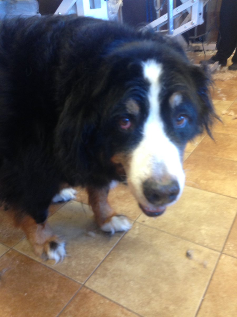 jgroomsdogs's tweet photo. The incredible power of #CHIfordogs! This sweet boy is ten lbs. lighter! #petsmart #shedding #bernesemountaindog https://t.co/pLcQgCRyZ5