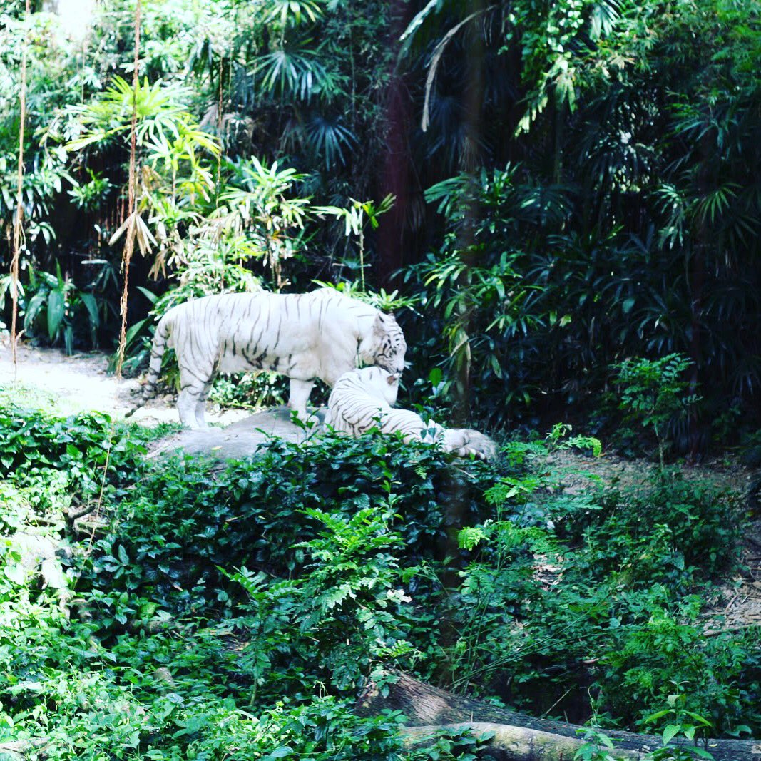 Rishi_K_Ghimire's tweet photo. My Favourite place to run at Mandai after that meet kids at #singaporezoo #day3task #scms2016dq #scms2016 #runner https://t.co/fuaLNn1X4H