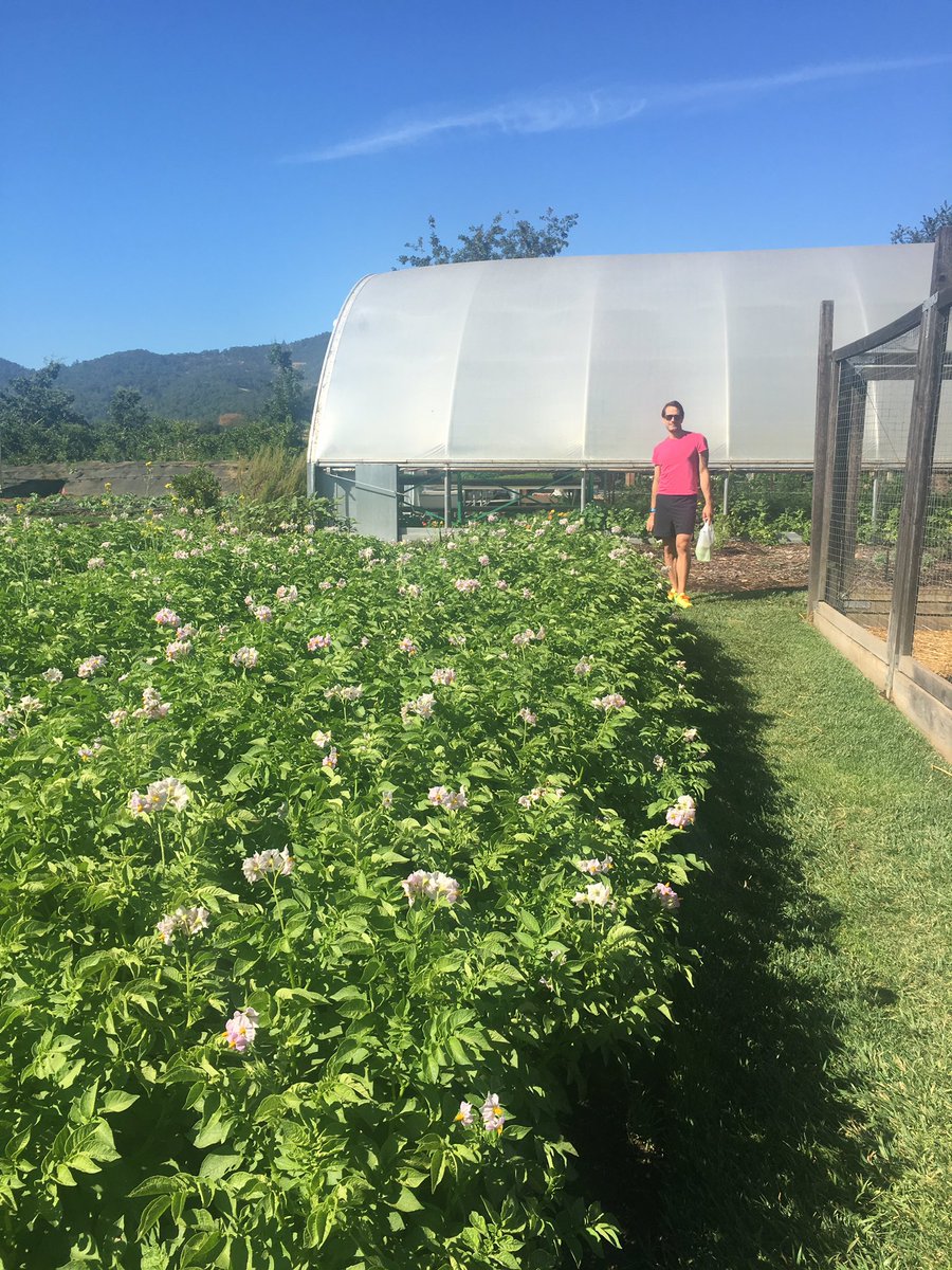 TheDecantress's tweet photo. Good morning #frenchlaundry! Another day in Napa paradise https://t.co/lEyGILKbyd