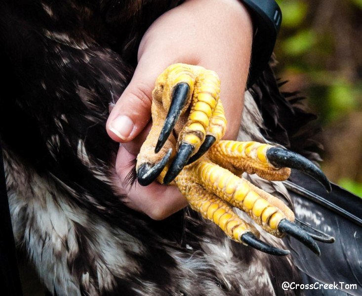 CrossCreekTom's tweet photo. Ever wondered how big Bald #Eagle #tallons are.....photos from my friend Steve...#raptors... https://t.co/jI3bg5f7DG
