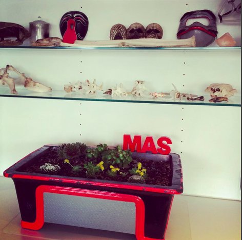 Our new succulent garden. Thanks to the lovely Camilla at Bloom Town #blackwood #mas #bloomtown #adelaide
