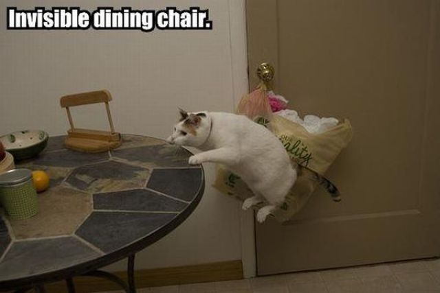 CatsLoveSpace's tweet image. Can cats really defy gravity? Here's the proof! #6 is the craziest thing you've ever seen. bit.ly/1S9Qm5i