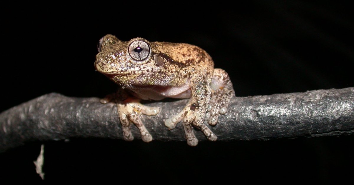 KRGCouncilSusty's tweet photo. Make your submission on NSW Government's biodiversity reforms before 5pm tomorrow. https://t.co/GuiGpUGGzQ https://t.co/Ev9JT8XrET