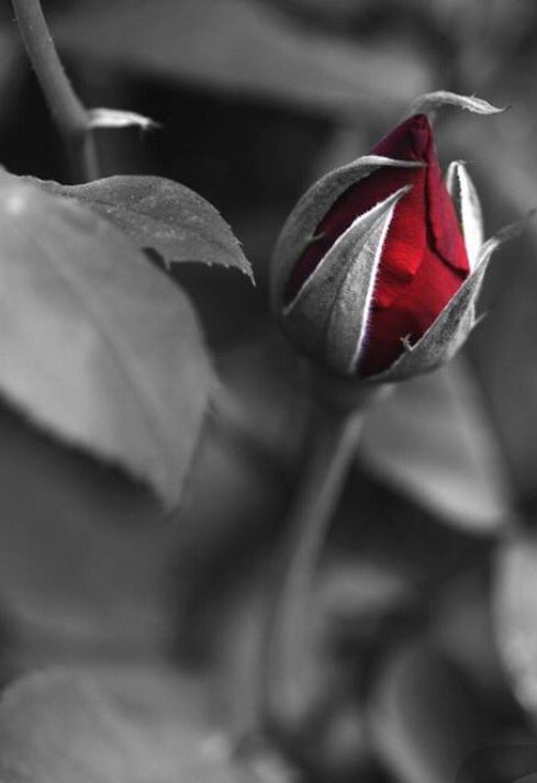 ilovesweethome's tweet photo. "์ ํน" RT@Saffron606: #RedRosebud https://t.co/Btx2tVEwab"