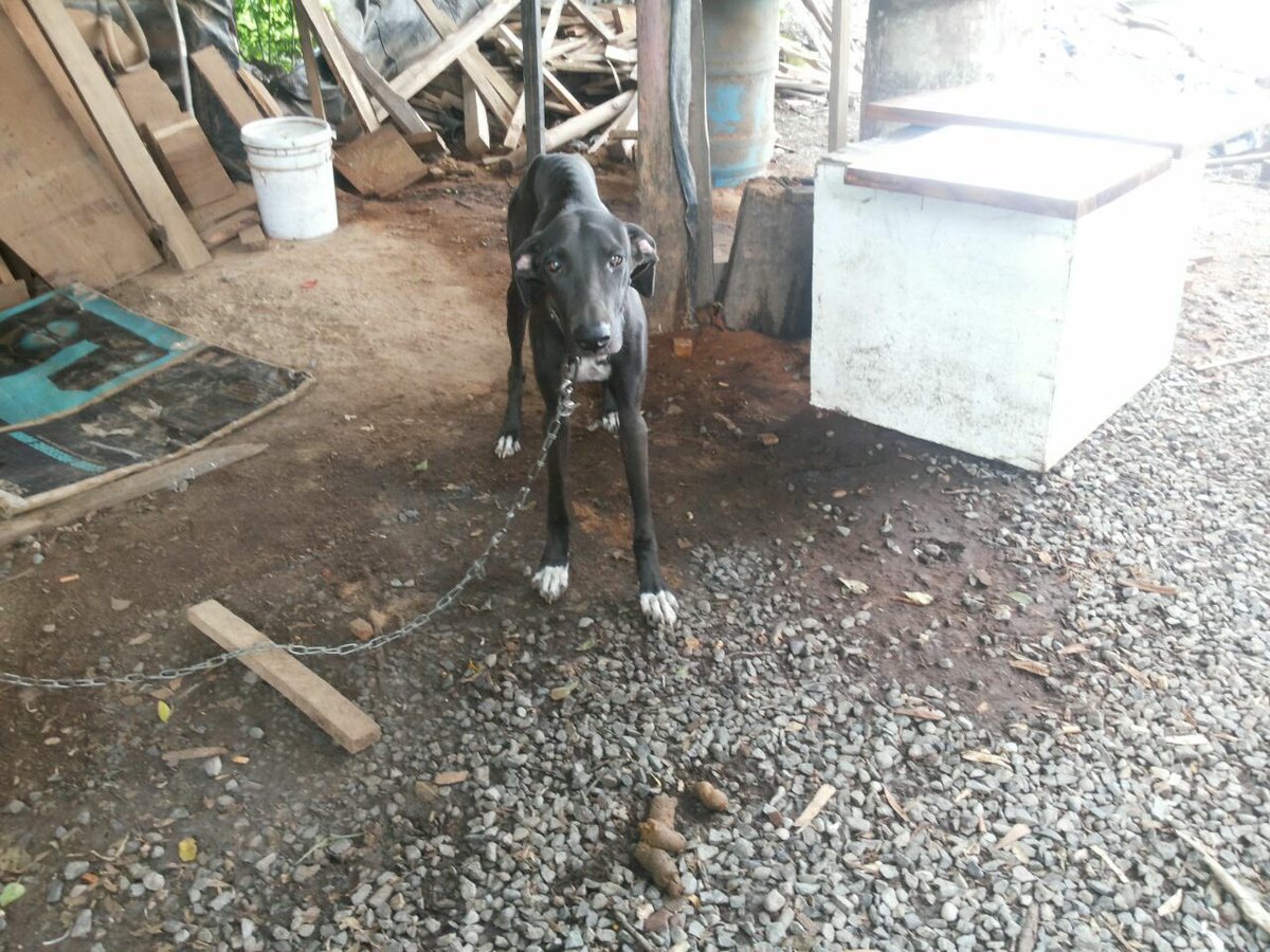 grevgri's tweet photo. @techiesquivel así es como la tienen en Caldera, de donde la van a ir a traer 😭 está en el hueso https://t.co/WBgyniYjnY