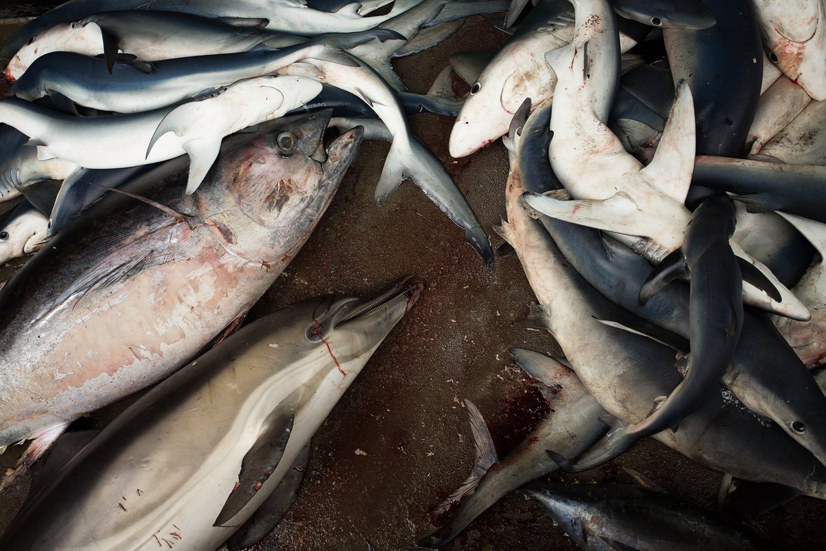 Seasaver's tweet photo. Ethics of eating marine wildlife (you'll know it as #seafood) https://t.co/6y4Oh1UlQB #overfishing #IUU #bycatch https://t.co/laFAJI8Bbz