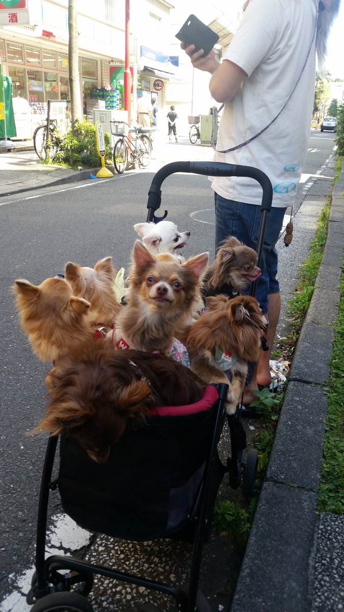 Can #goldschmidt2016  beat this basket of puppies I saw in Yokohama on sunday? Can't wait to find out!