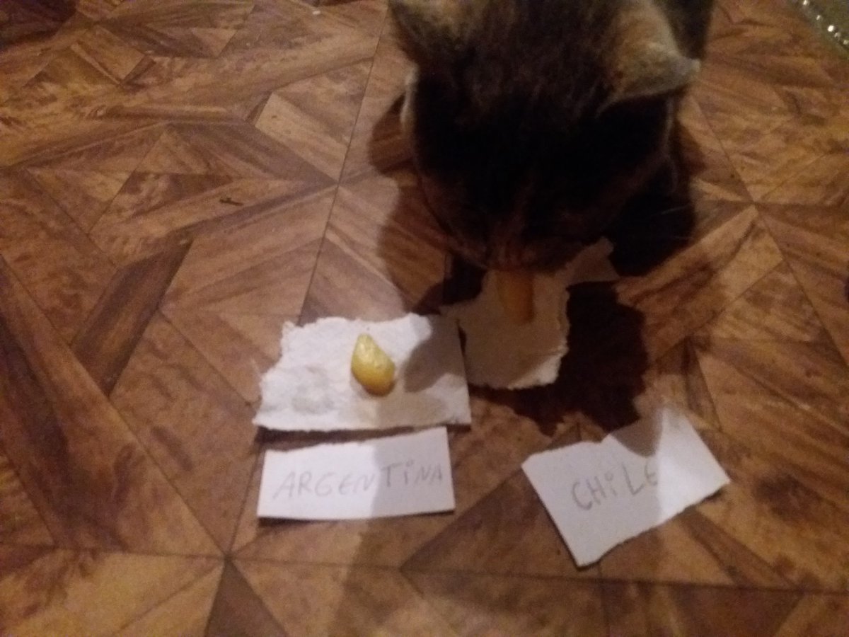 romywolf151's tweet image. mis gatitas siempre supieron ke chile ganaria sjsjsk :3