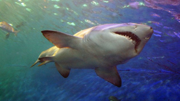 TravelPulse's tweet photo. Celebrate #SharkWeek up close at these #hotels. #SharkWeekend2016 #travel https://t.co/dijYpRhpnH https://t.co/7liXcAHssV