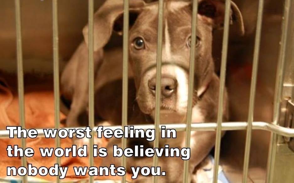Dogloversin's tweet photo. Shared by https://t.co/BQoyIkumnQ to strengthen your bond with your dog... https://t.co/VqinSaHg88