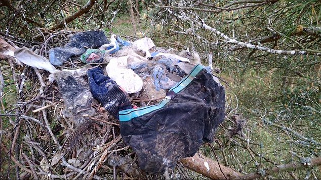 qikipedia's tweet photo. Red kites in the Highlands have been caught lining their nests with skinny dippers' underwear https://t.co/mtWEvqfydl