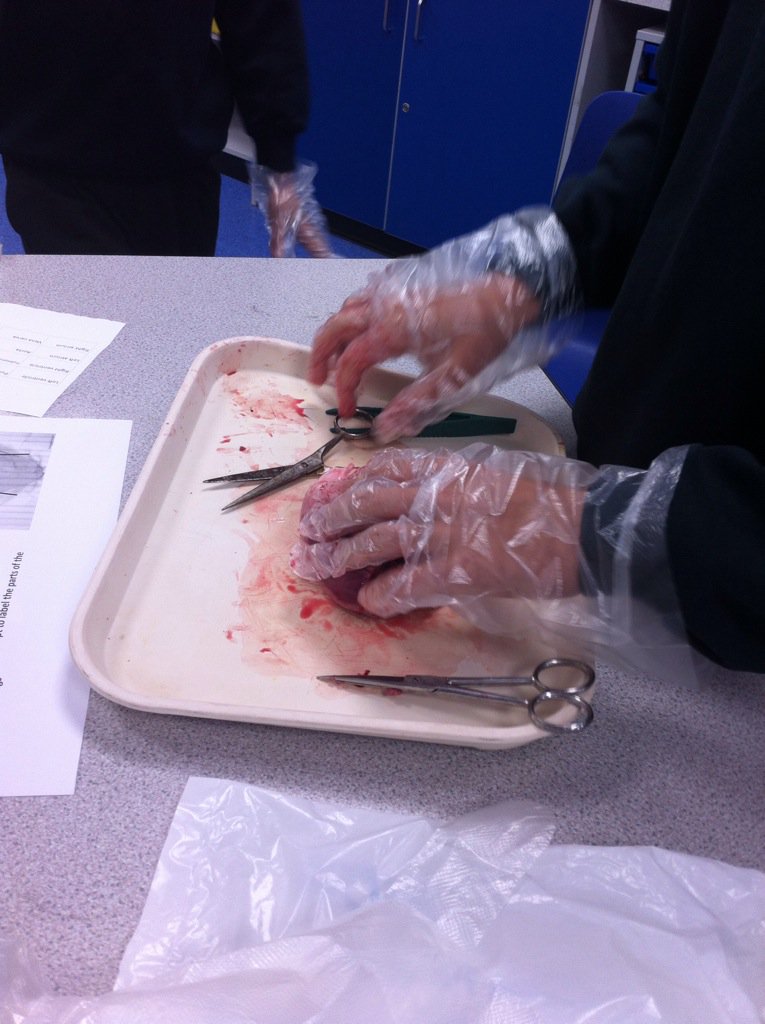 ChalgroveSchool's tweet photo. Year 5 @IcknieldCC today dissecting and labelling a heart. Ask them what they've learned. https://t.co/8gyhUwPIcg