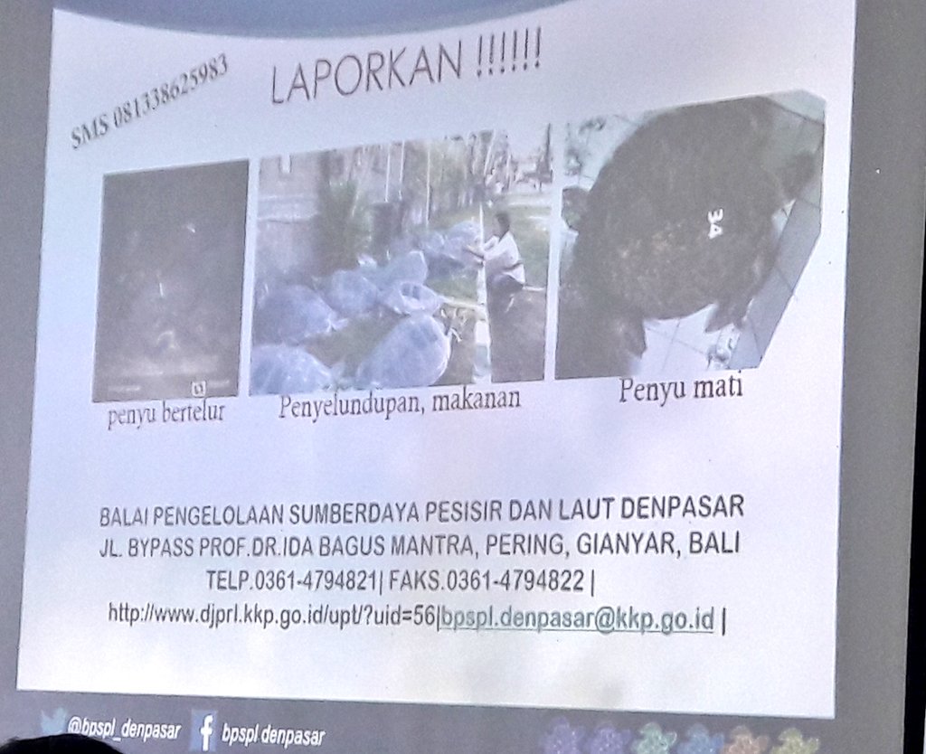 tcecserangan's tweet photo. Jika menemukan penyu bertelur, aksi penyelundupan/perdagangan daging penyu&amp;turunannya, penyu mati. Segera laporkan.. https://t.co/lvaAXAOxre