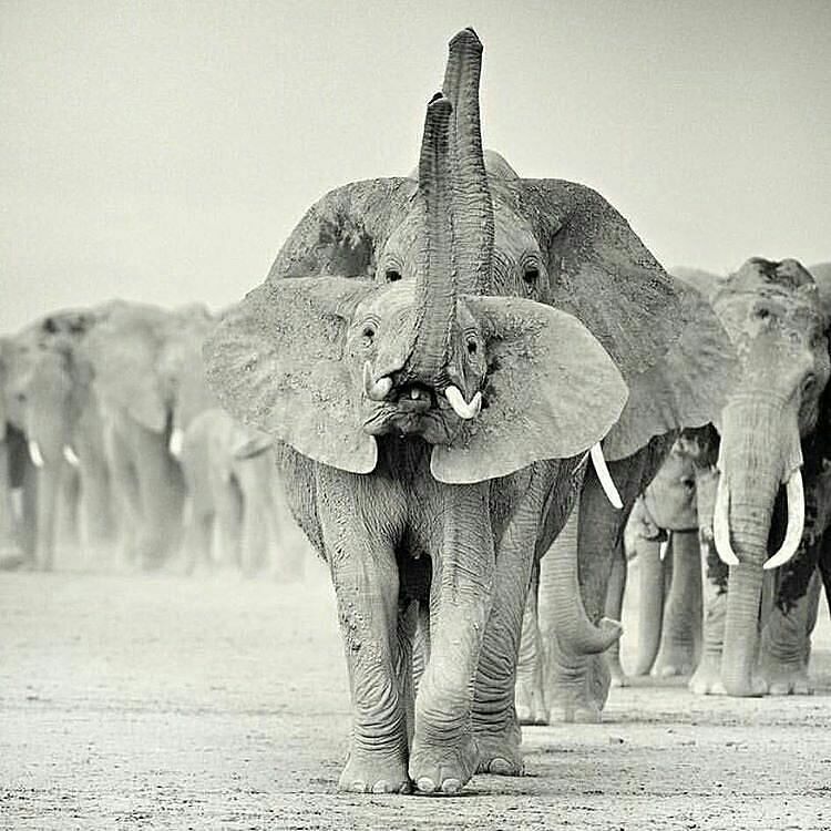 be_in_kenya's tweet photo. Trunks up if you are in agreement that Mondays would be less intense if office hours start… https://t.co/8naOUqucHb https://t.co/0A6LEoL8KG