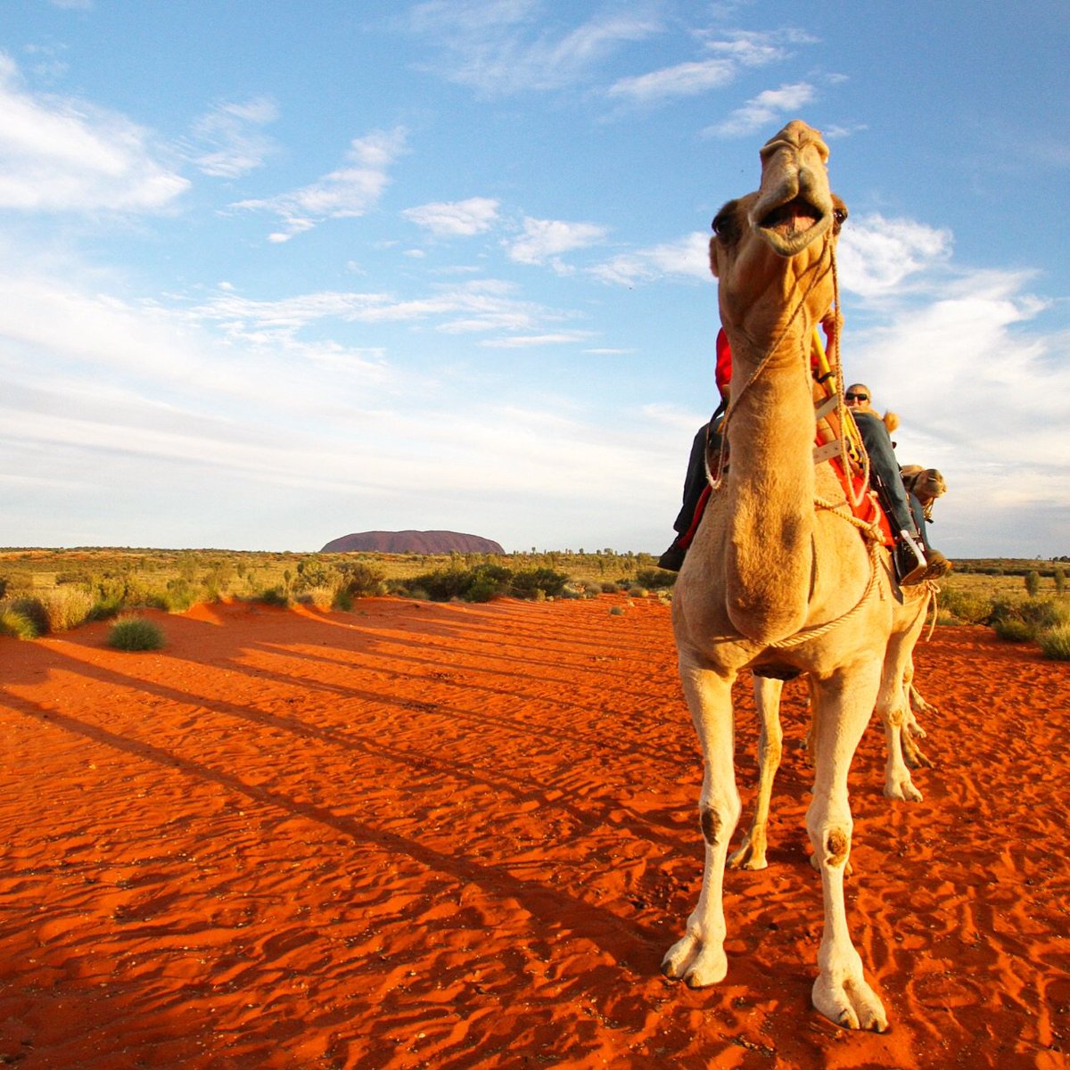 Ride one of these beautiful camels in the Central Australian Outback overlooking Uluru! #RedCentreNT