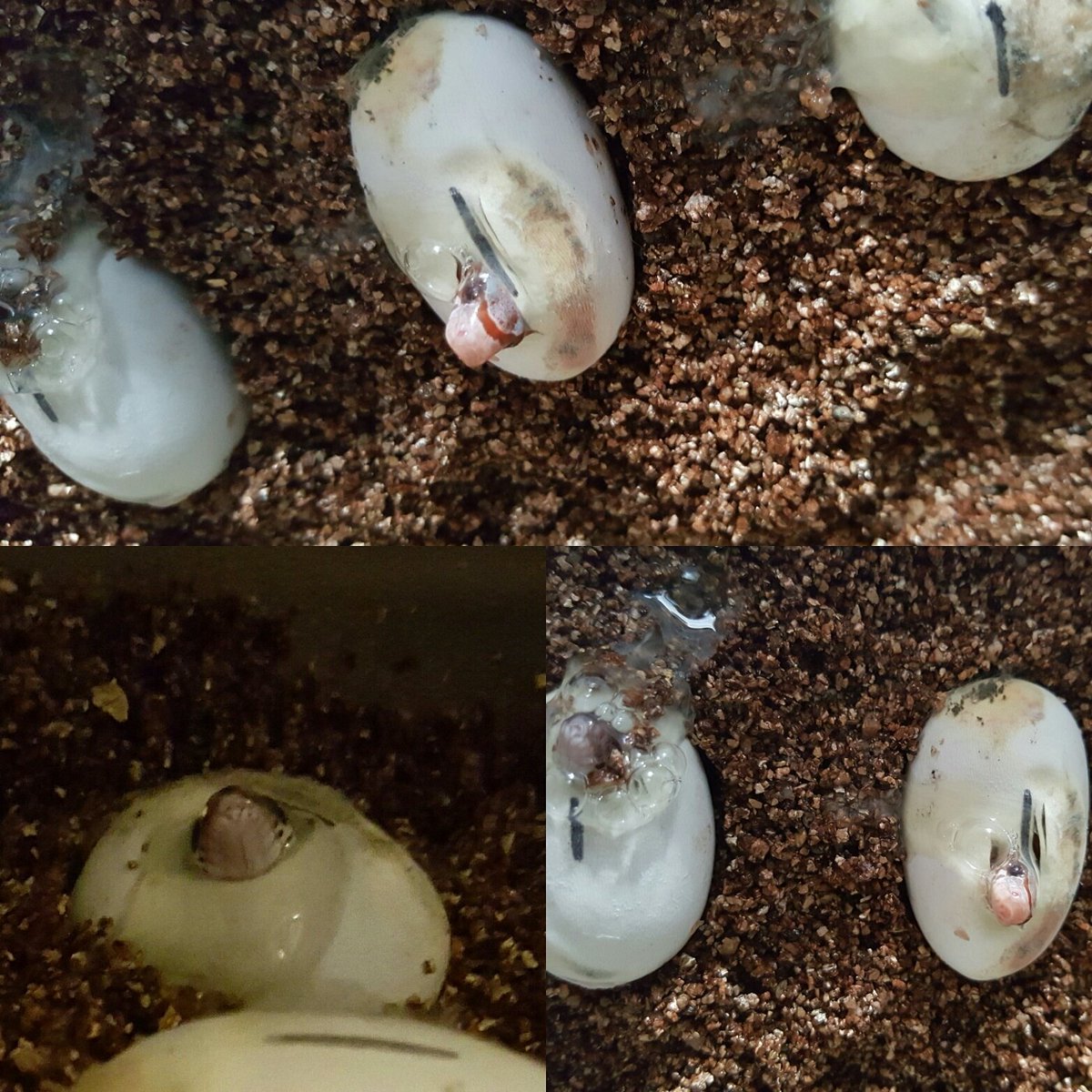 BecksPets's tweet photo. Corn snakes are hatching!! #cornsnake #snake #reptile #baby #egg #newlife https://t.co/aaOKZbfwpP