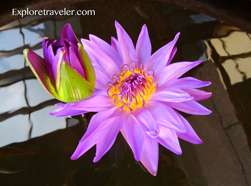 exploretravel1's tweet photo. Lotus Flowers in Asia: More Than Beautiful https://t.co/KB1zM1pgK6 https://t.co/i9oxb5R273