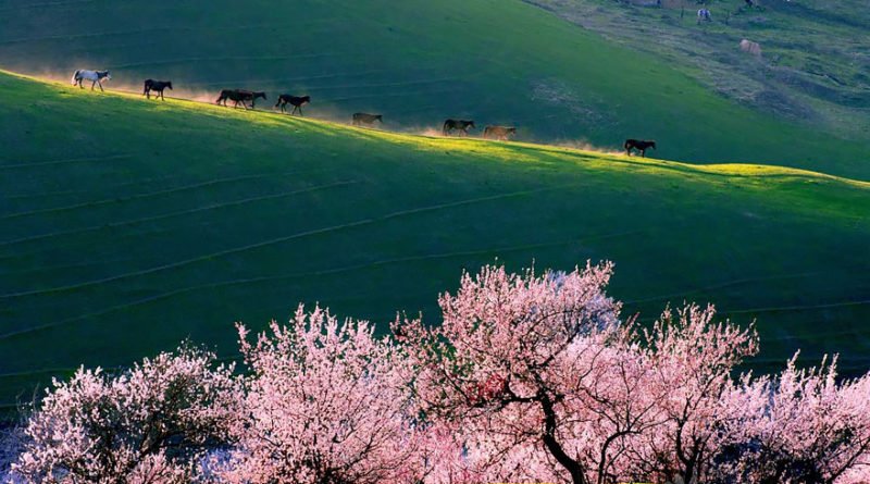 TheAmazingDaily's tweet photo. China’s Apricot Blossom May Take Your Breathing Away (12 Pics)
View more: https://t.co/4pirM0fArl https://t.co/LjNIkSGtBa